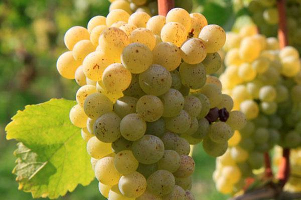 15712833894164.jpg t01d05199ea5e228ddd.jpg