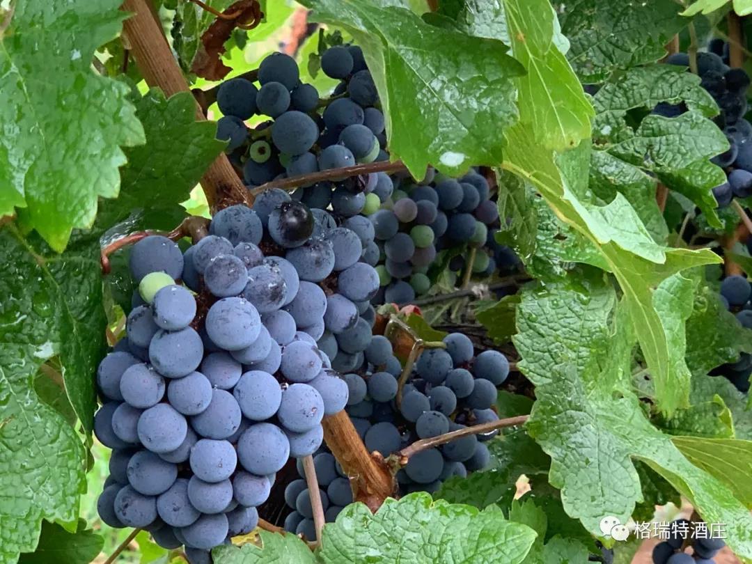 16006598188803.jpg 2.jpg