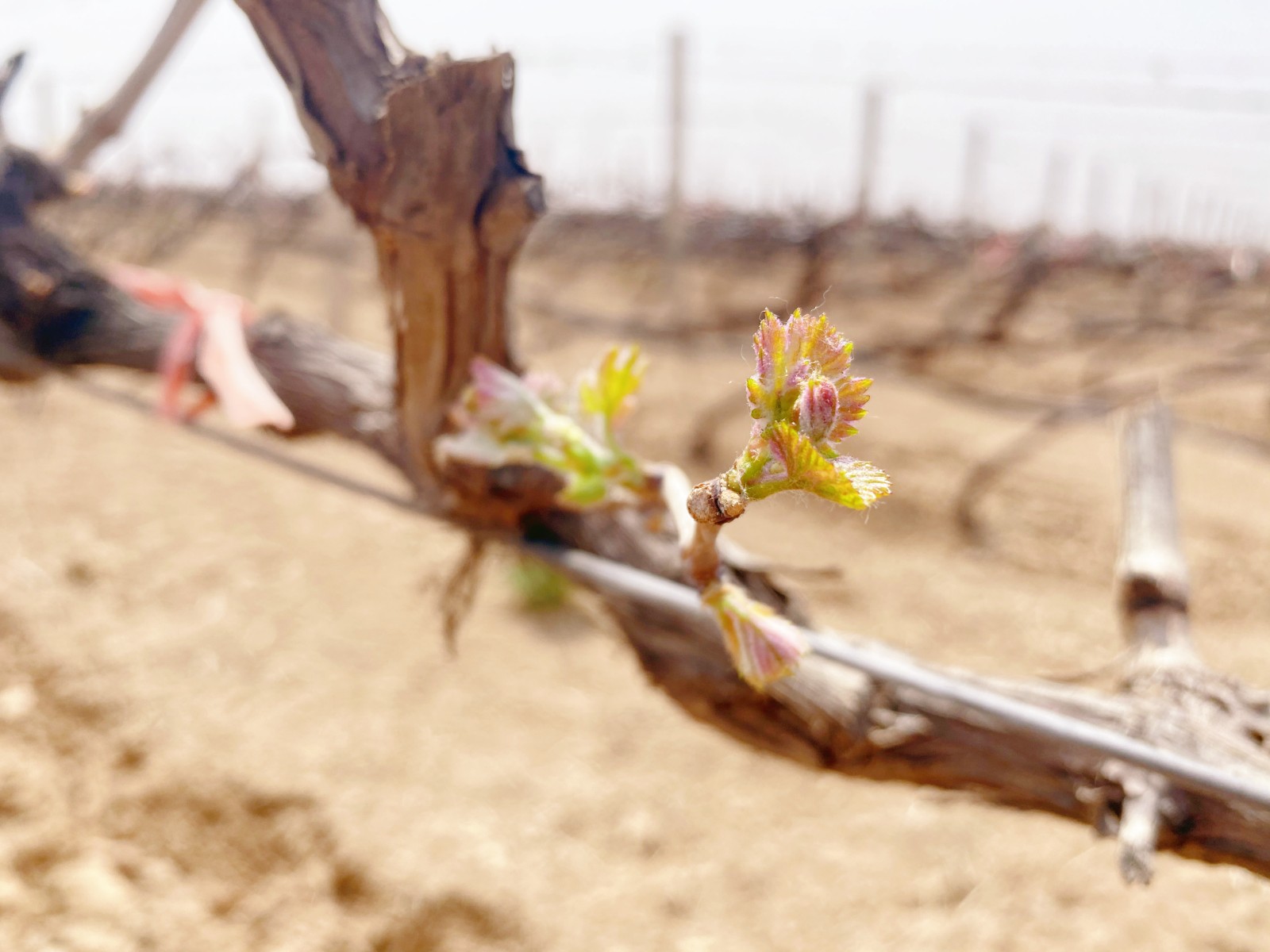 16491471408119.jpg 微信圖片_20220404145207.jpg