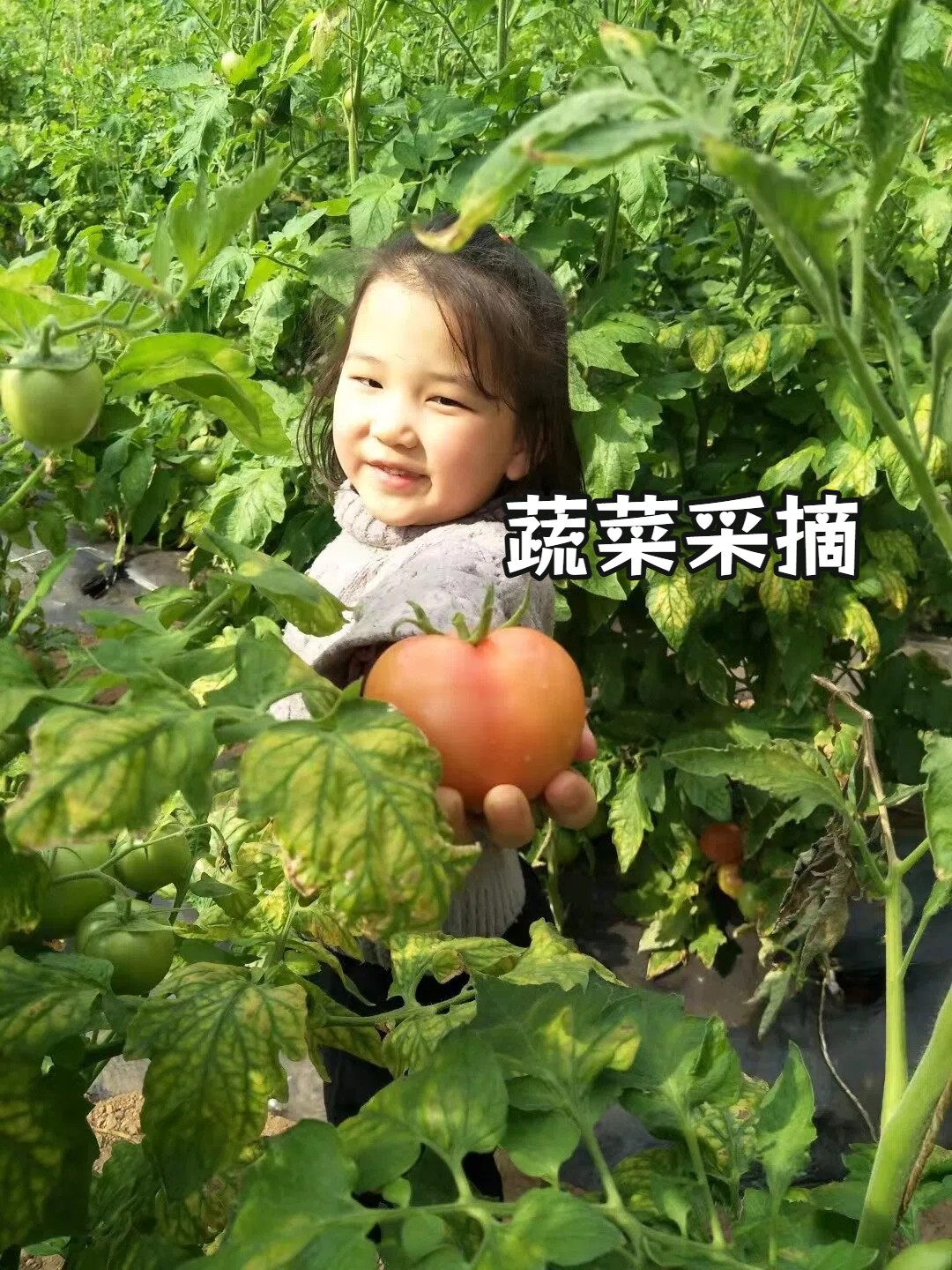 蔬菜采摘.jpg